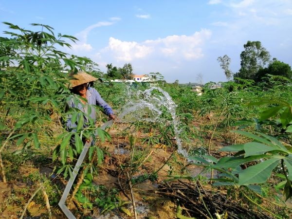 Quảng Ngãi: Thực hiện đồng bộ chuyển đổi cơ cấu cây trồng chủ động đối phó hạn hán (24/5/2020)